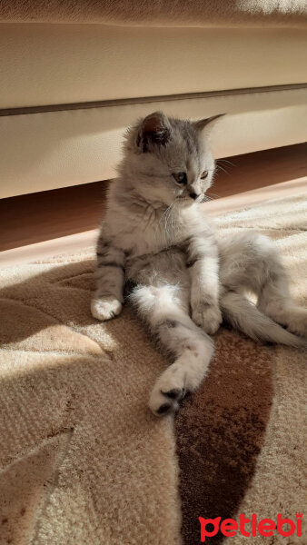 British Shorthair, Kedi  Duman fotoğrafı