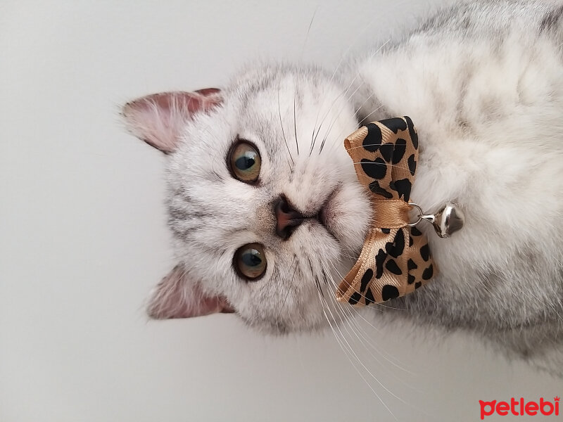 British Shorthair, Kedi  Duman fotoğrafı