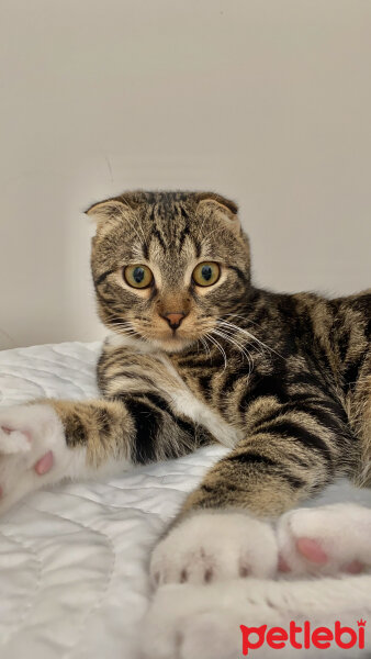 Scottish Fold, Kedi  bonibon fotoğrafı