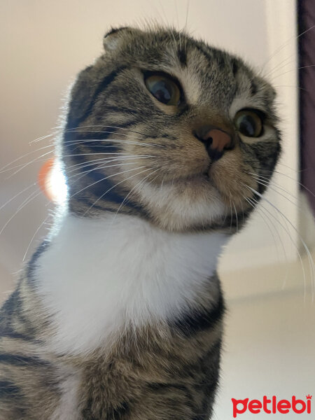 Scottish Fold, Kedi  bonibon fotoğrafı