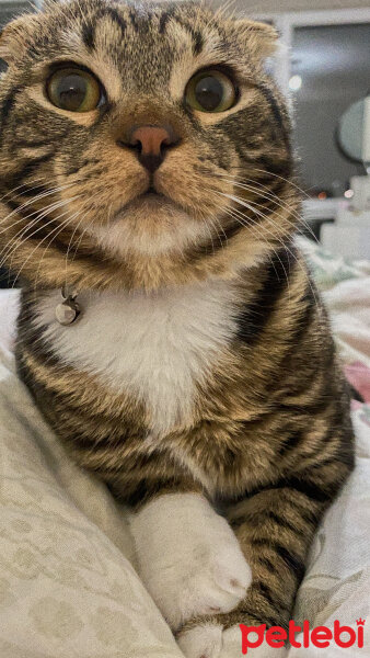 Scottish Fold, Kedi  bonibon fotoğrafı