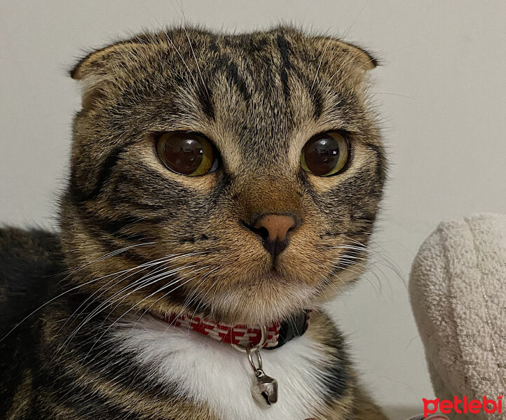 Scottish Fold, Kedi  bonibon fotoğrafı