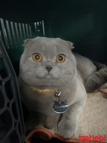 Scottish Fold, Kedi  Mars fotoğrafı