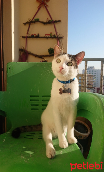 Tekir Kedi, Kedi  27 Peynir fotoğrafı