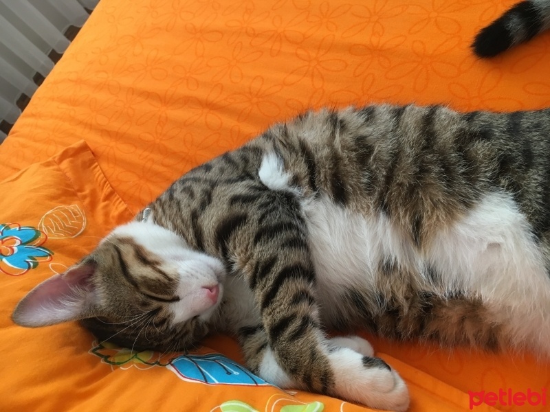 Tekir Kedi, Kedi  Atlas fotoğrafı