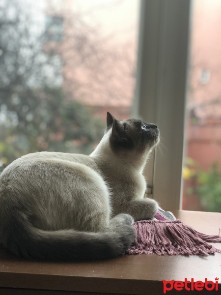 Siyam Kedisi, Kedi  Prenses fotoğrafı