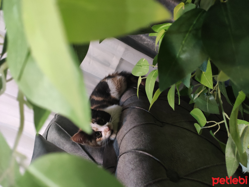 Tekir Kedi, Kedi  Tarçın fotoğrafı
