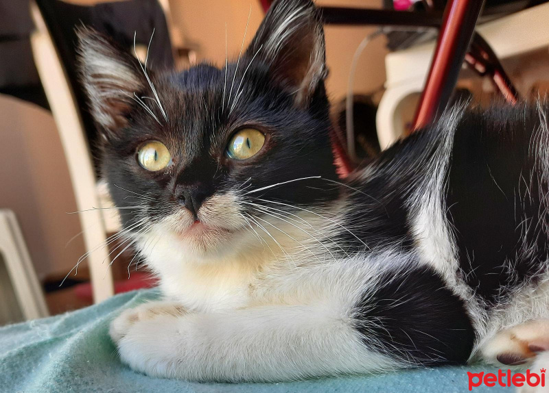 Tuxedo (Smokin) Kedi, Kedi  Mia fotoğrafı
