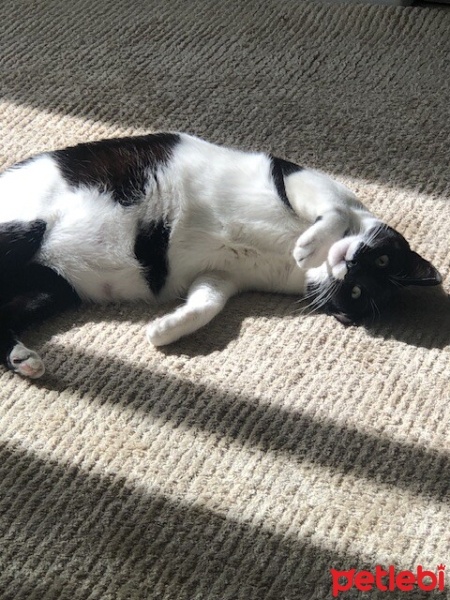 Tuxedo (Smokin) Kedi, Kedi  Mia fotoğrafı