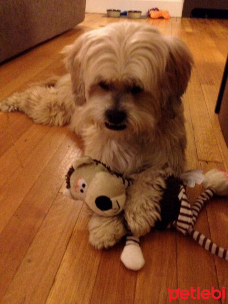 Shih Tzu, Köpek  Çilek fotoğrafı