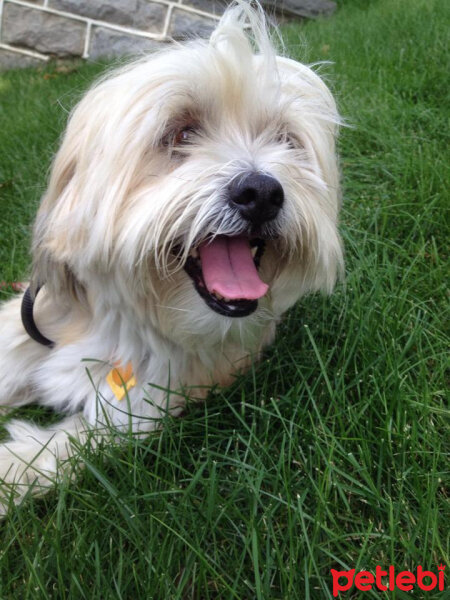 Shih Tzu, Köpek  Çilek fotoğrafı