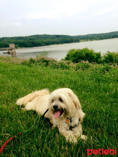 Shih Tzu, Köpek  Çilek fotoğrafı