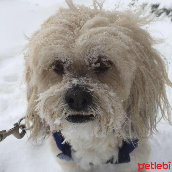 Shih Tzu, Köpek  Çilek fotoğrafı