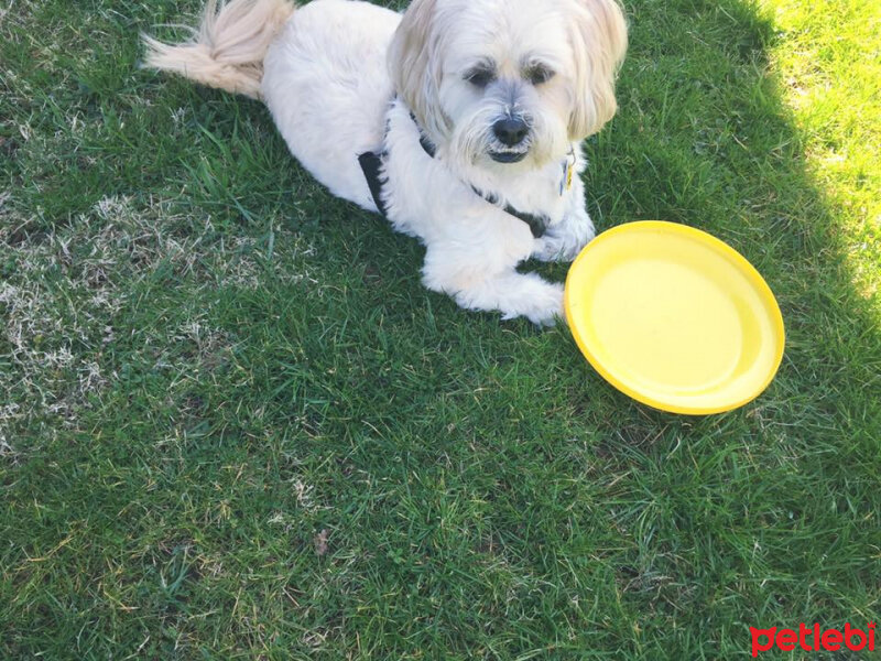 Shih Tzu, Köpek  Çilek fotoğrafı