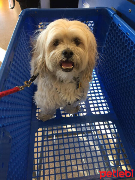 Shih Tzu, Köpek  Çilek fotoğrafı