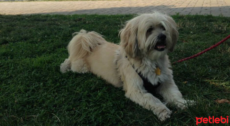 Shih Tzu, Köpek  Çilek fotoğrafı