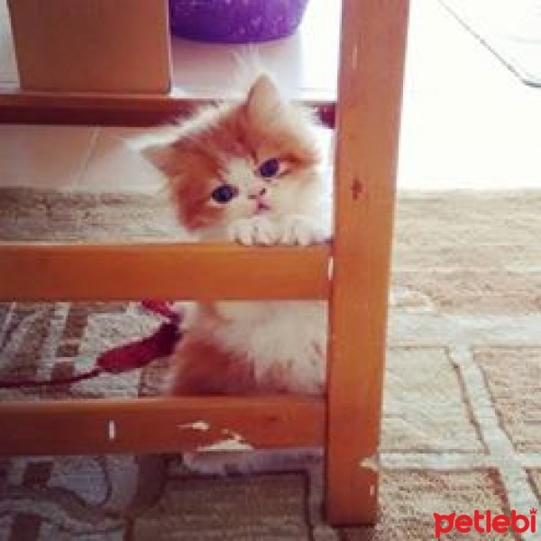 İran Kedisi (Persian), Kedi  Kavun fotoğrafı