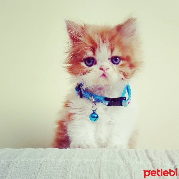 İran Kedisi (Persian), Kedi  Kavun fotoğrafı