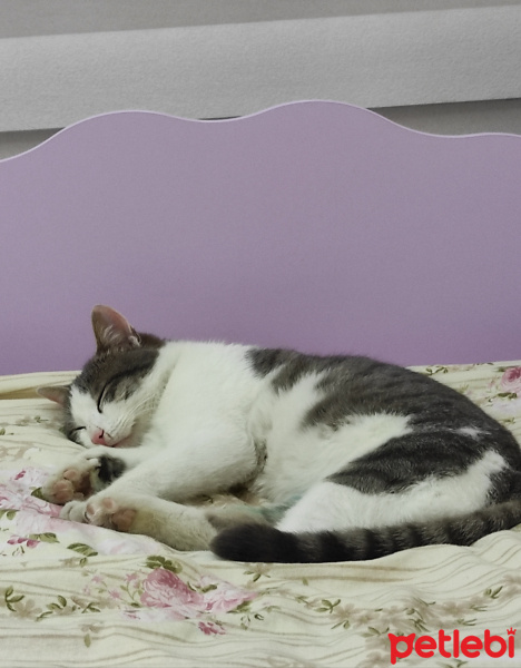 Tekir Kedi, Kedi  Duman fotoğrafı