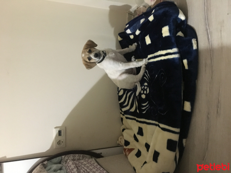 Sokö (Sokak Köpeği), Köpek  Reina fotoğrafı