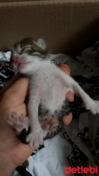 Tekir Kedi, Kedi  Mucize fotoğrafı