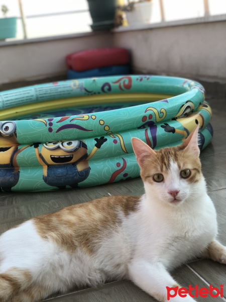 Sarman, Kedi  BADEM DEVRİK fotoğrafı