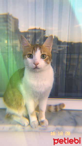 Sarman, Kedi  BADEM DEVRİK fotoğrafı