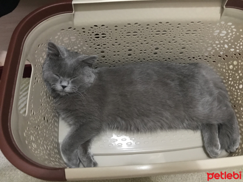 Brazilian Shorthair, Kedi  Duman fotoğrafı