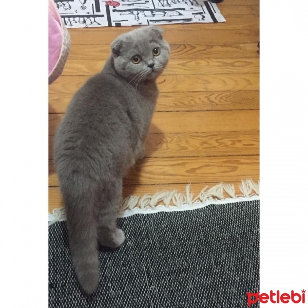Scottish Fold, Kedi  Ares fotoğrafı