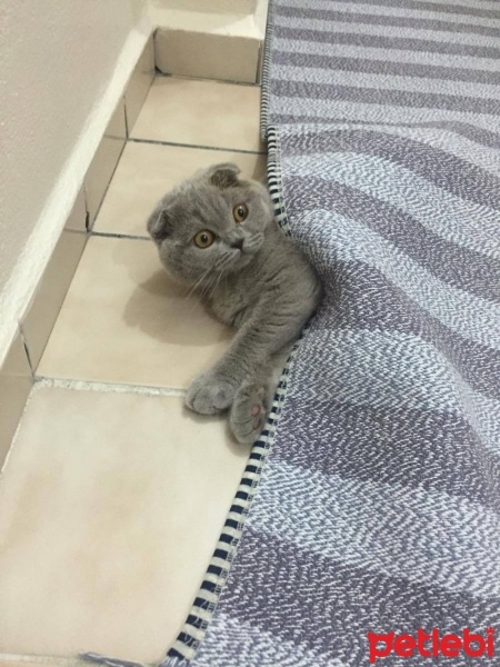Scottish Fold, Kedi  Ares fotoğrafı