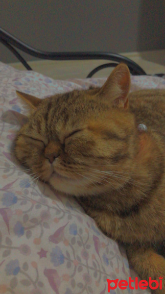 İran Kedisi (Persian), Kedi  Lady fotoğrafı