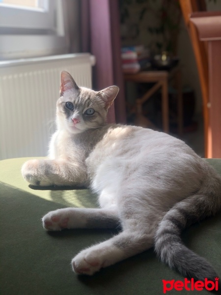 British Shorthair, Kedi  Toomas Vasily fotoğrafı