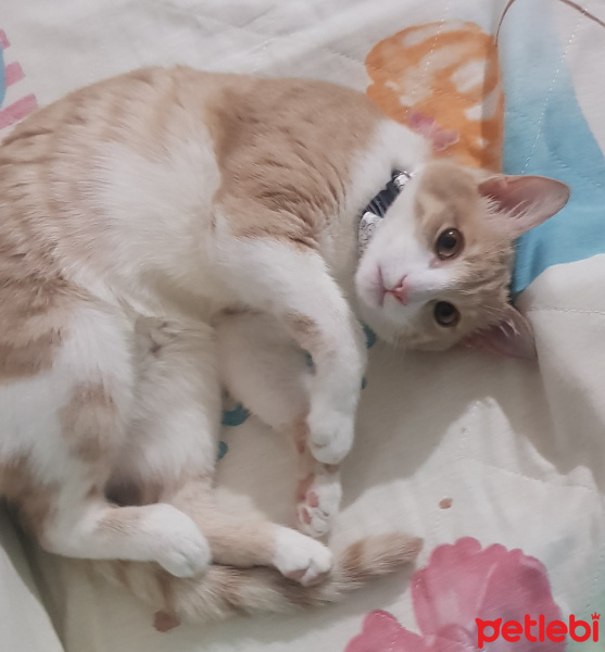 Tekir Kedi, Kedi  saki fotoğrafı