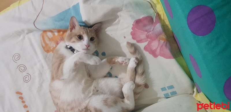 Tekir Kedi, Kedi  saki fotoğrafı