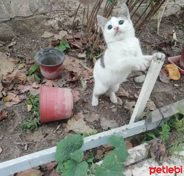 Tekir Kedi, Kedi  TARÇIN fotoğrafı