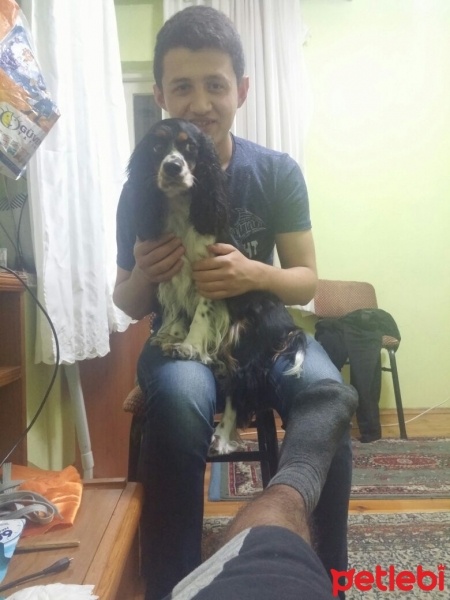 King Charles Spaniel, Köpek  Çiko fotoğrafı