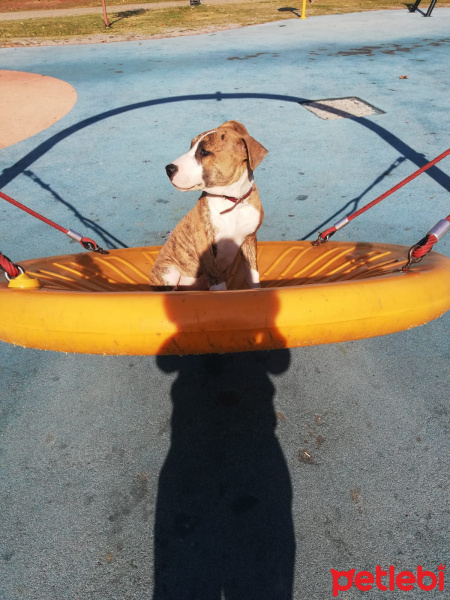 Amerikan Pitbull Terrier, Köpek  Ares fotoğrafı