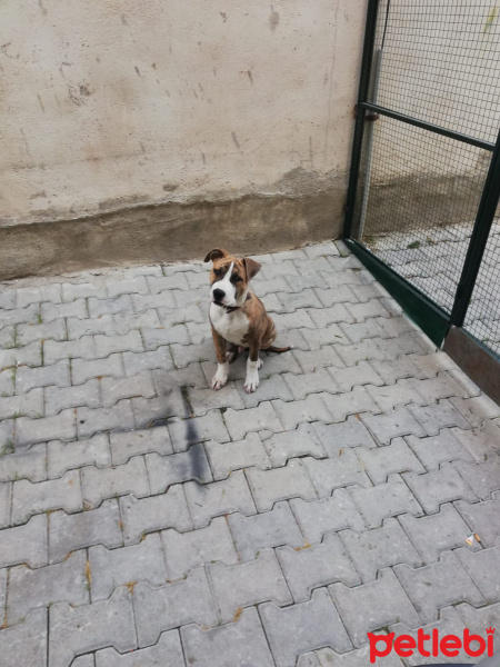 Amerikan Pitbull Terrier, Köpek  Ares fotoğrafı