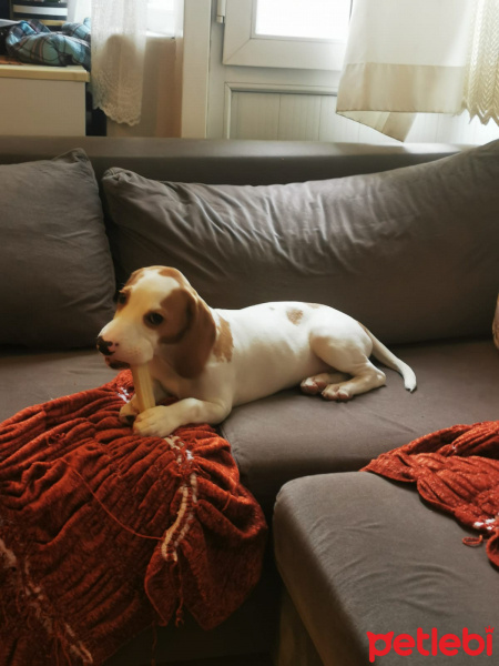 Beagle, Köpek  Puppy fotoğrafı