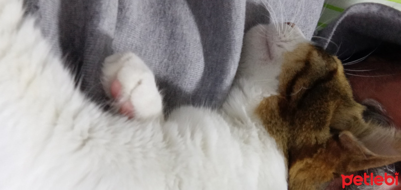 Tekir Kedi, Kedi  Osman fotoğrafı