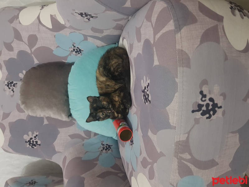 Tekir Kedi, Kedi  Gofret, çikolata fotoğrafı