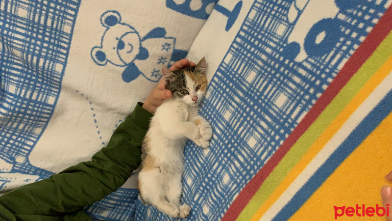 Tekir Kedi, Kedi  Minmin fotoğrafı