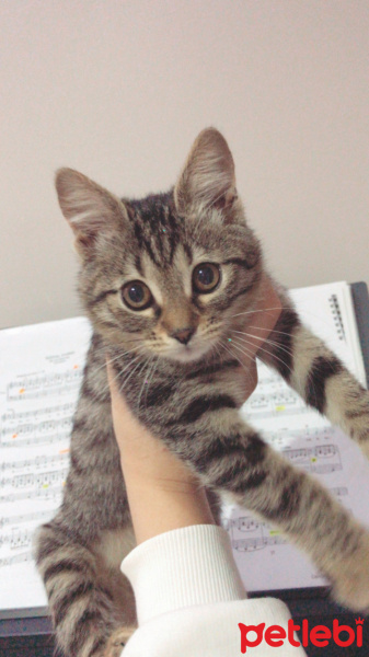 Tekir Kedi, Kedi  Minnoş fotoğrafı