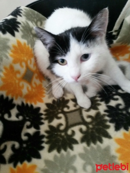 Ankara Kedisi, Kedi  Safiye fotoğrafı