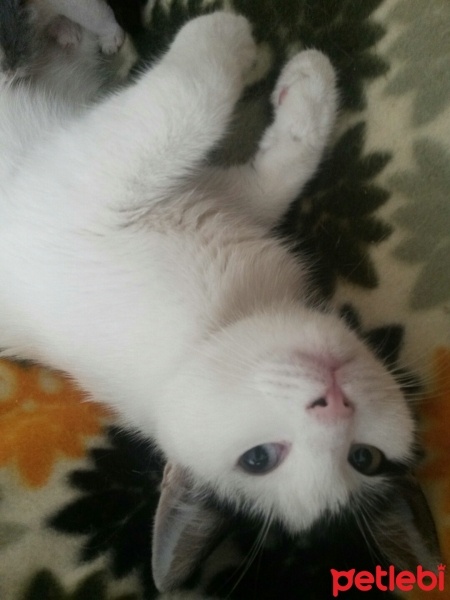 Ankara Kedisi, Kedi  Safiye fotoğrafı