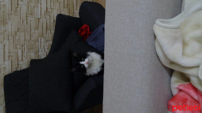 American Keuda, Kedi  Müezza fotoğrafı