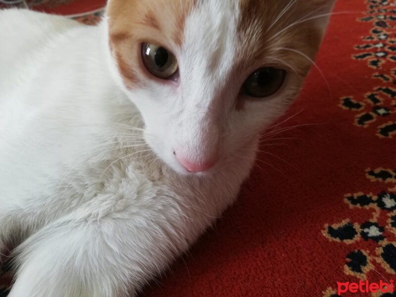 Tekir Kedi, Kedi  sütlaç fotoğrafı