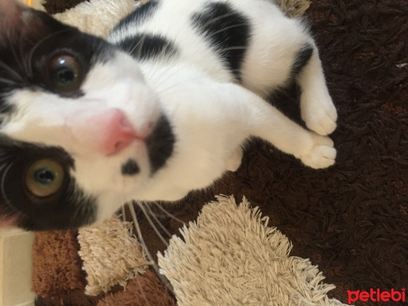 Cymric, Kedi  Panda fotoğrafı