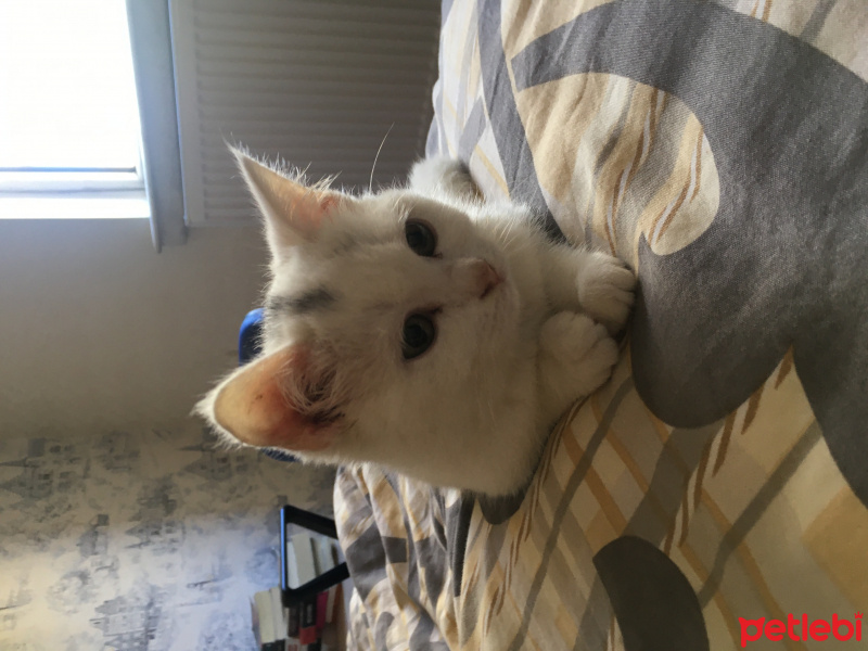 British Shorthair, Kedi  Mia fotoğrafı