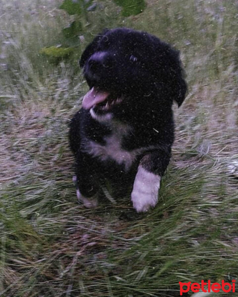 Aidi, Köpek  Carlos fotoğrafı